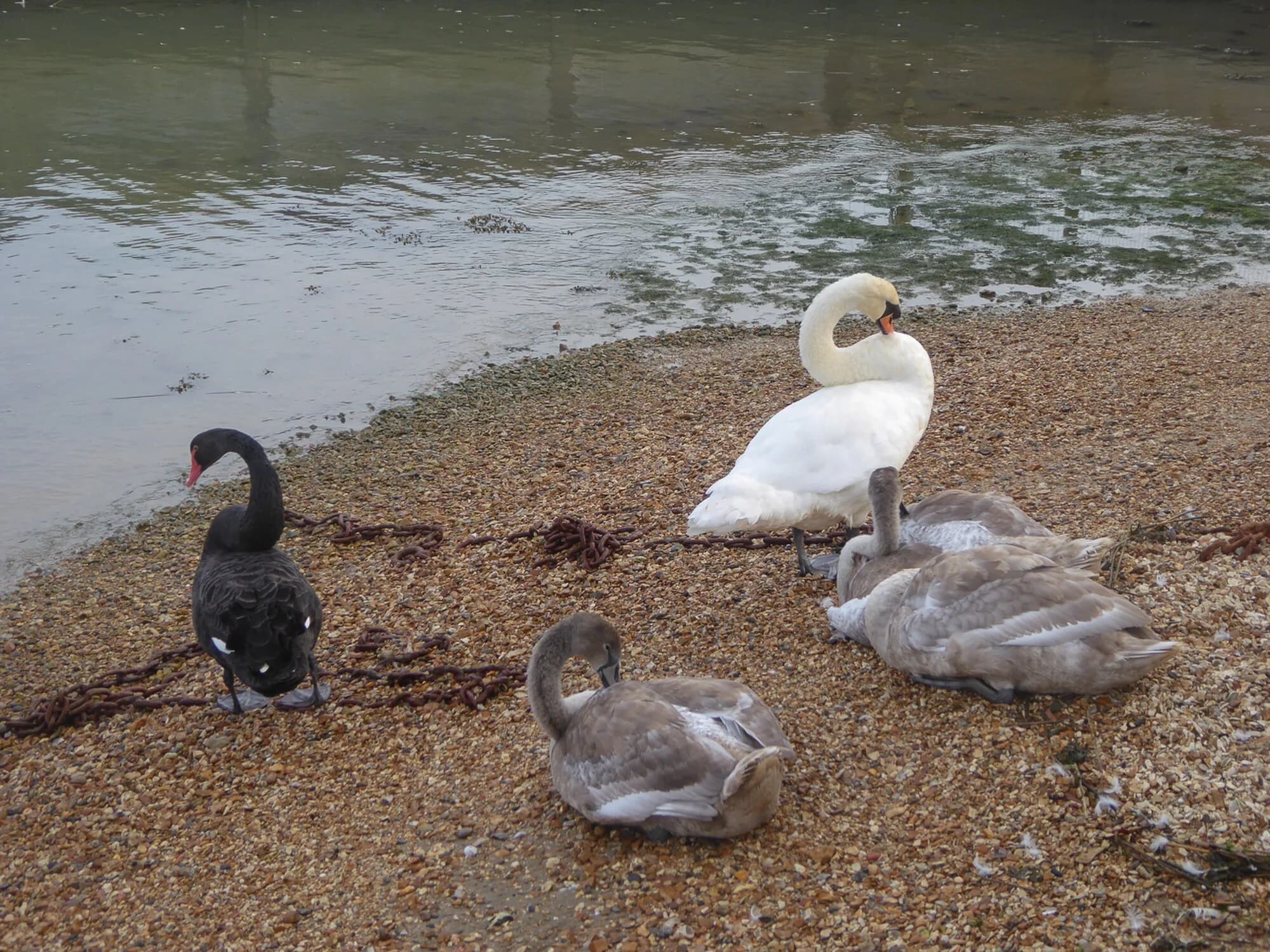 Vets in Stubbington
